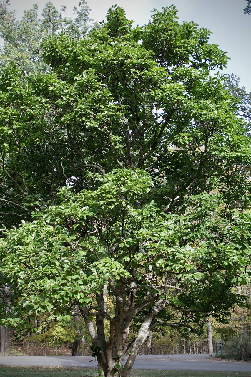 Photo of Saucer Magnolia